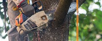 Best Fruit Tree Pruning  in Black River Falls, WI